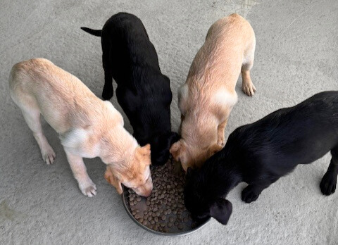 Labrador puppies
