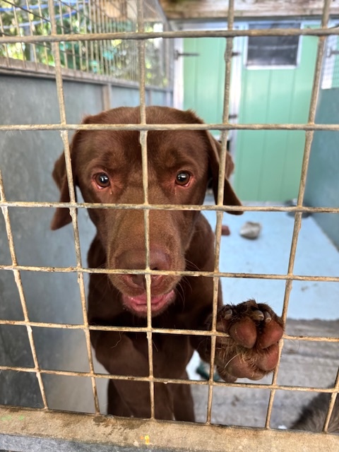 Chocolate Labrador in kennel