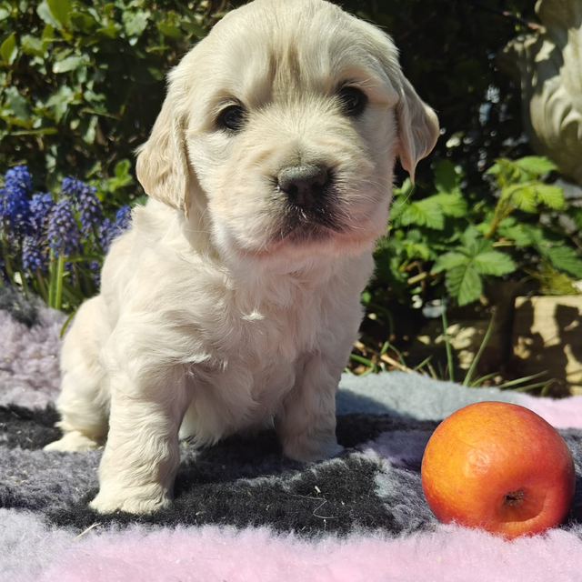 Photo of 6 week old golden retriever