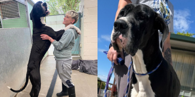 Great Dane, Roxy