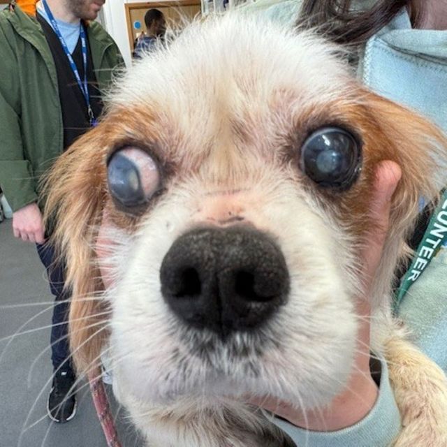 Content image